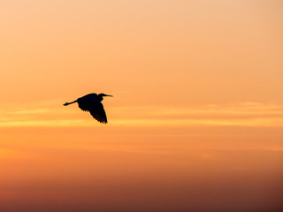 Fototapeta na wymiar Little Chinese egret bird fly over the sea, in sunset light
