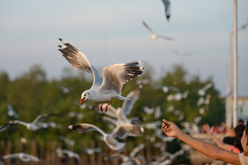 feeding seagull