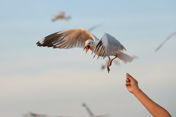 feeding seagull