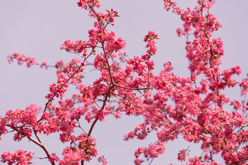  branch with pink flowers