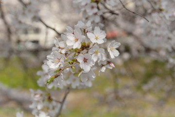 佐保川の桜