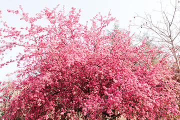 tree with pink blossoms