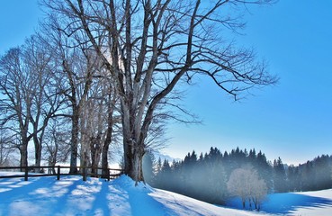Bäume in der Winterlandschaft