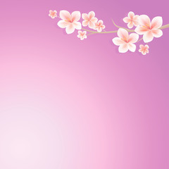 Flowers design. Flowers background. Branch of sakura with flowers. Cherry blossom branch on purple violet background. Vector 