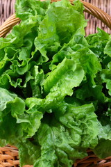 Fresh green lettuce