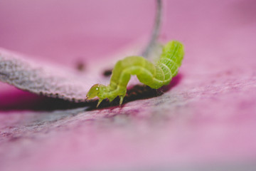 Green caterpillar on a leaf of sage