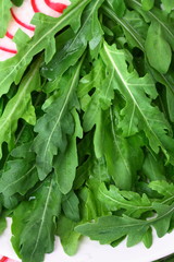 Obraz premium Fresh arugula leaves