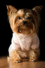 Dog girl Yorkshire terrier on a black background