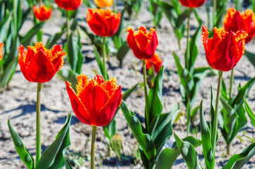 red tulips on the field