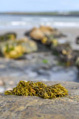 Seaweed blur