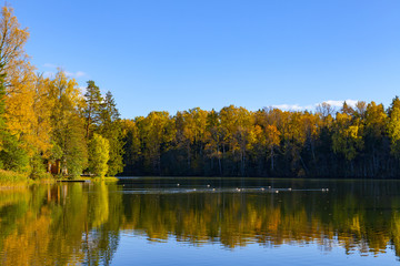 Autumn forest reflection in pond, Aegviidu, Estonia