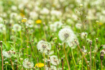 Seeds of dandelions in spring meadow on green blurred background