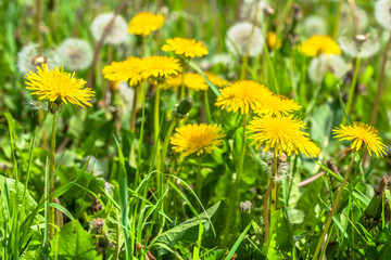 Meadow of dandelions, yellow flowers in spring green grass