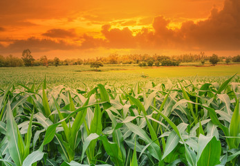 Green corn field in agricultural garden