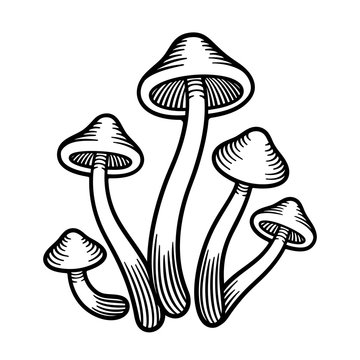 Mushrooms monochrome illustration