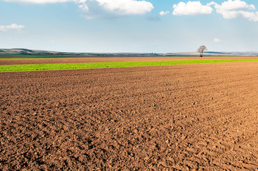 Arable fields under the bright sky. Spring rural landscape. - 134865441