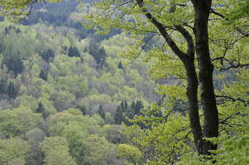 mischwald im frühling