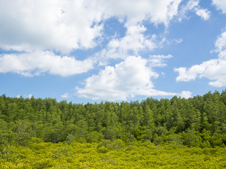 Landscape with green and yellow tiny trees blurred foreground in