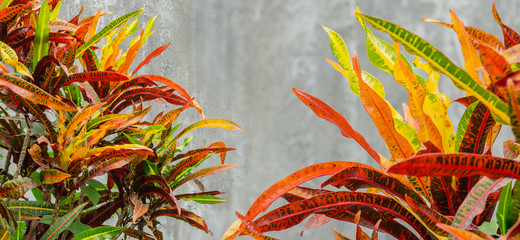colorful close up colorful croton plants leaf and gray cement wall background © lamyai