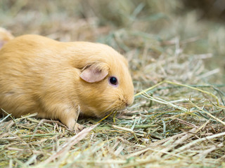 Guinea pig find food on grass space for text