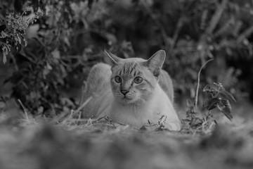 Naklejka na ściany i meble black and white portrait of cat Thailand on the ground