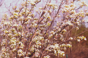 branches with pear blossoms