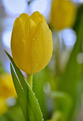 Yellow tulip with dew drops