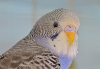 Indigo Budgerigar parrot
