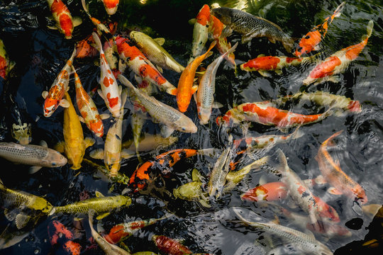Koi fish, Fancy Carp fish swimming in The pond , Top view