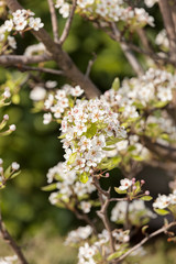 white flowers on a branches