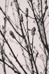 buds on a branch