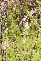 white flowers on a branches