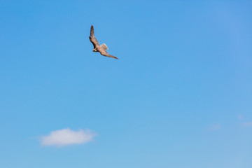 Falke im Flug