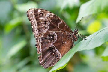 Butterfly profile portrait