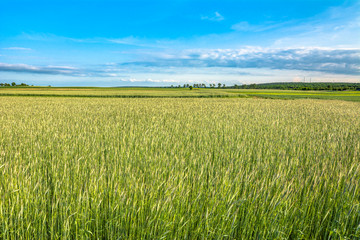 Green field with cereal cultivation, rural landscape in spring