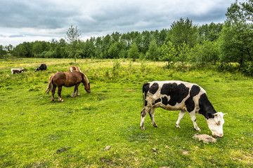 Rural farm, horses and cows grazing on green field in spring, landscape