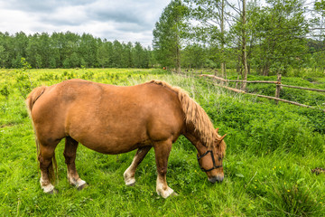 Ranch with horses on green field, rural landscape