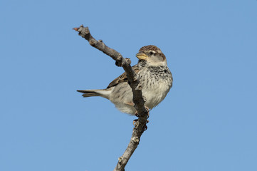 Spanish Sparrow