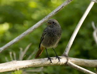 Black redstart