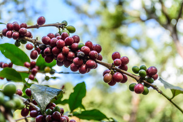 Ripening coffee beans on bush