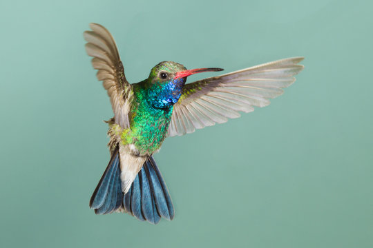 Broad-billed Hummingbird flying