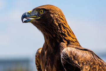 Steinadler