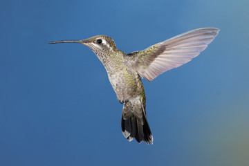 Hummingbird