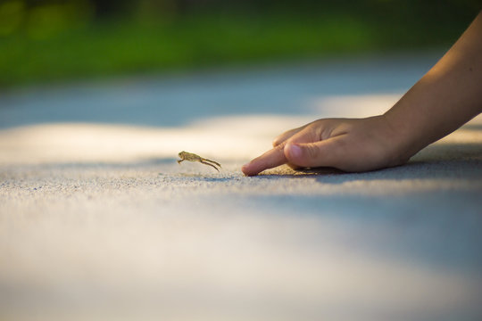Small frog escaping childs hand 
