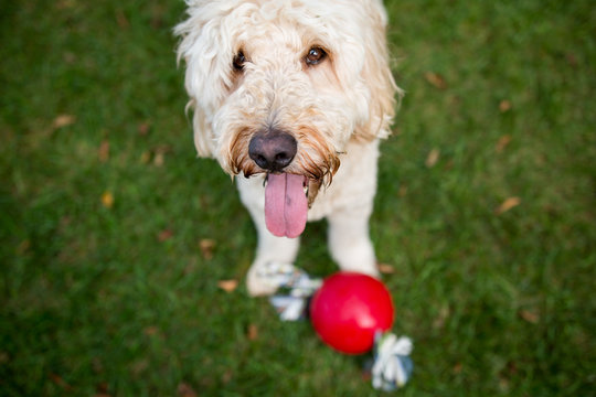 Dog with tongue out and red ball 