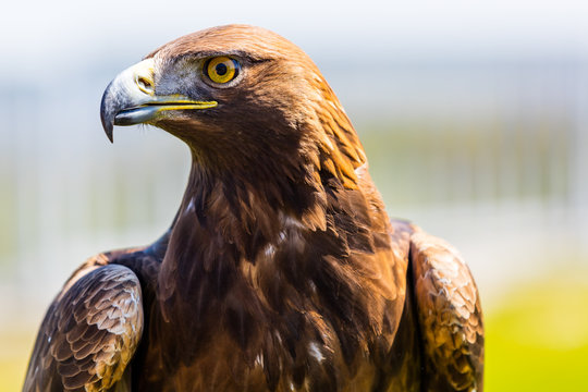 Steinadler