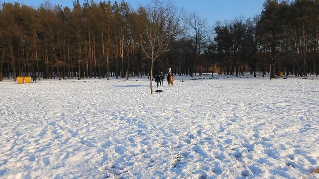 Couple enjoying horse riding in winter day