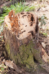 a stump in the forest