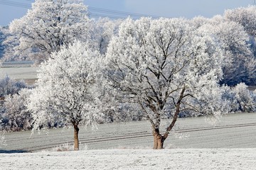 Frost