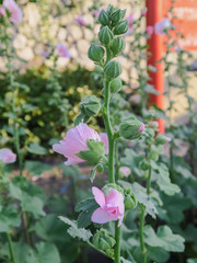 The pink hollyhockock (Alcea rosea )  flower in the garden